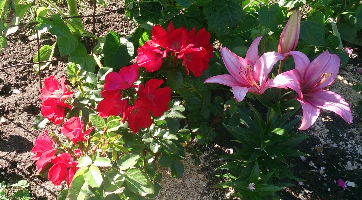 На фото: роза Робуста (не требует укрытия на зиму)