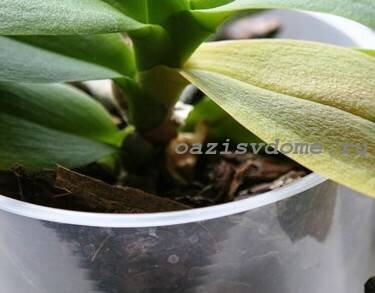 Как реанимировать орхидею в домашних условиях: всё о восстановлении