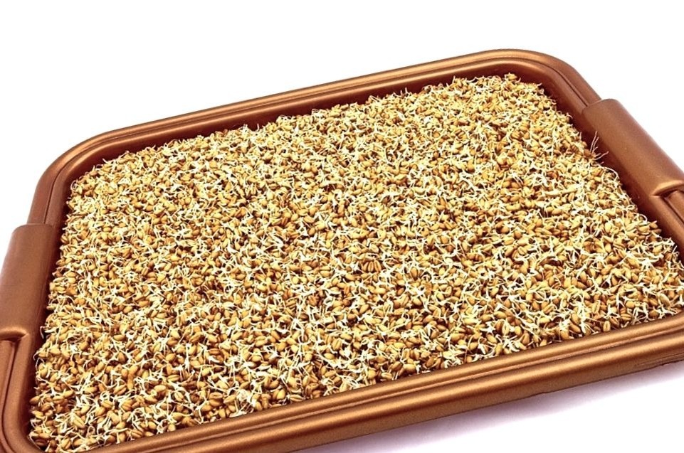 очищение с помощью пророщенной  пшеницы