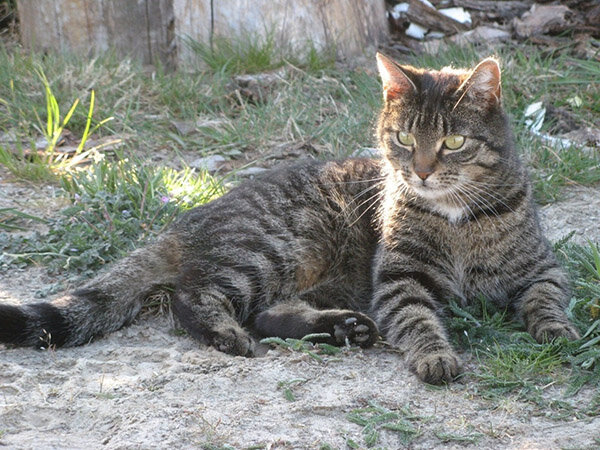 Фото из Яндекс-картинки