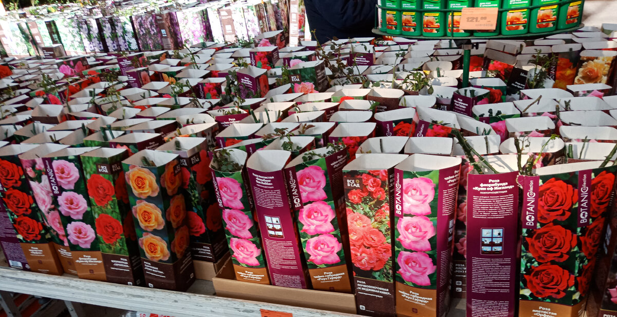  Сейчас в различных садовых центрах продаётся огромное количество саженцев роз, упакованных в красочные коробки.-2