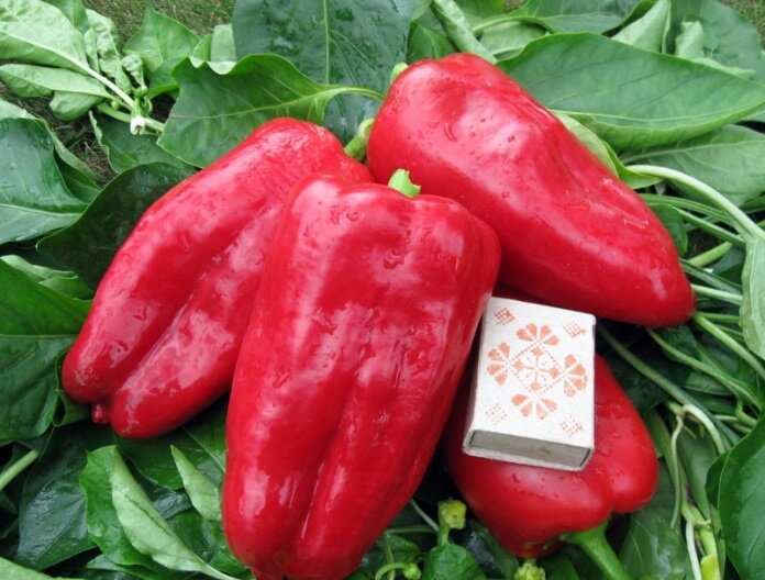 фото из открытых источников, для иллюстрации