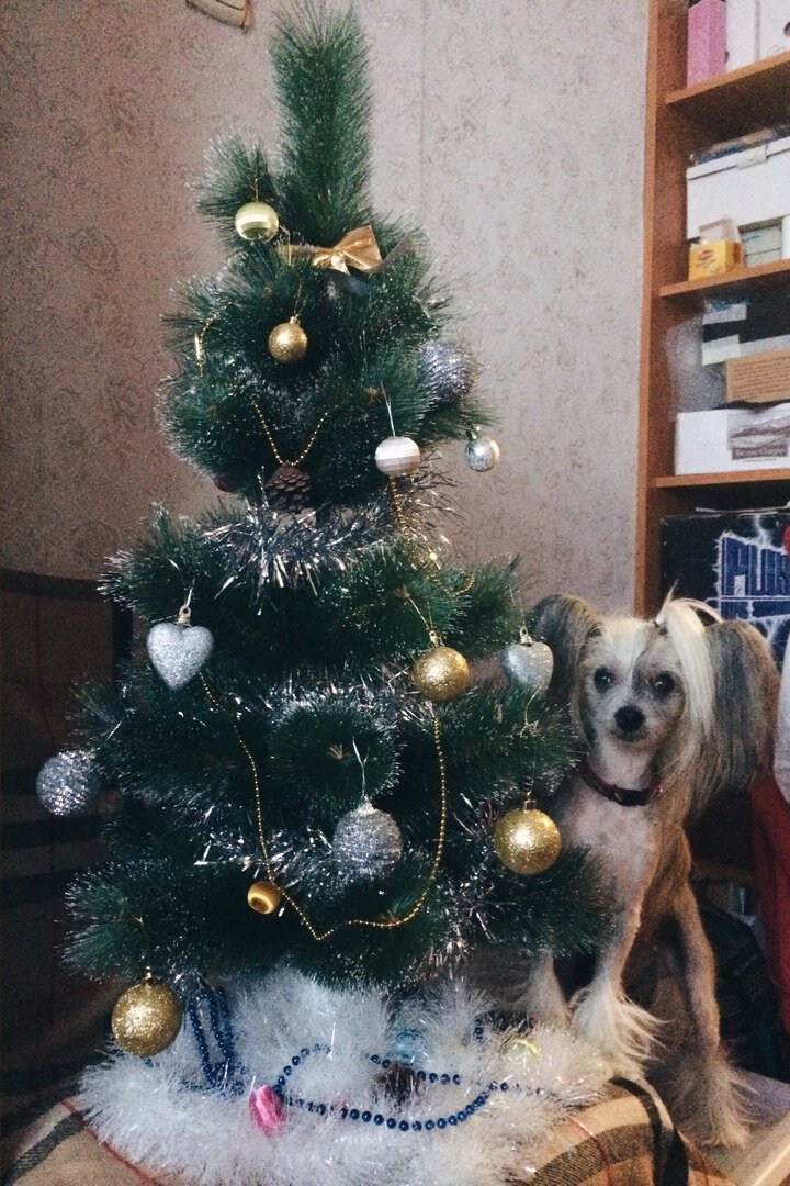 Поздравление с Новым Годом от Малины.