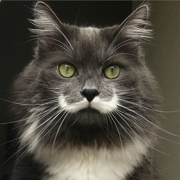 @hamilton_the_hipster_cat