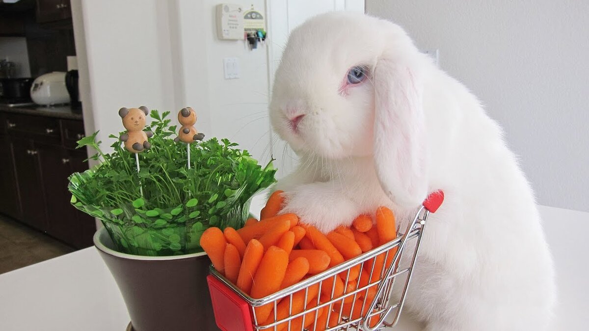 ФОТО ОТСЮДА:http://animalotaku.com/bunny-loads-shopping-cart-with-carrots/