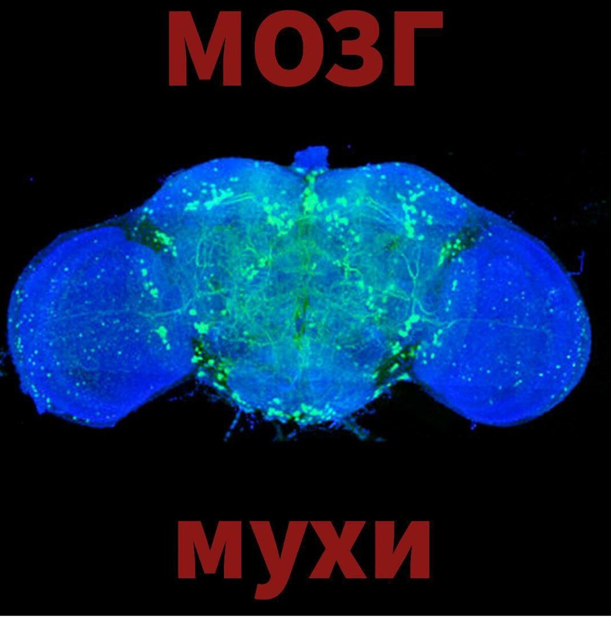 Есть ли мозги. Мозг мухи. Мозги мухи. Мозг мушки. Мозг насекомых строение.