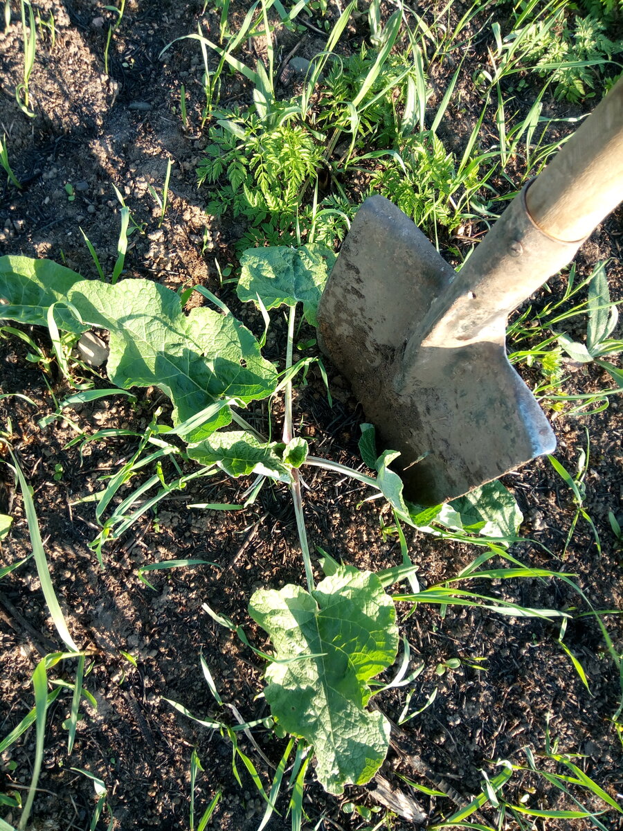 Заготовка корней лопуха. Фото от 10 мая 2019 г.