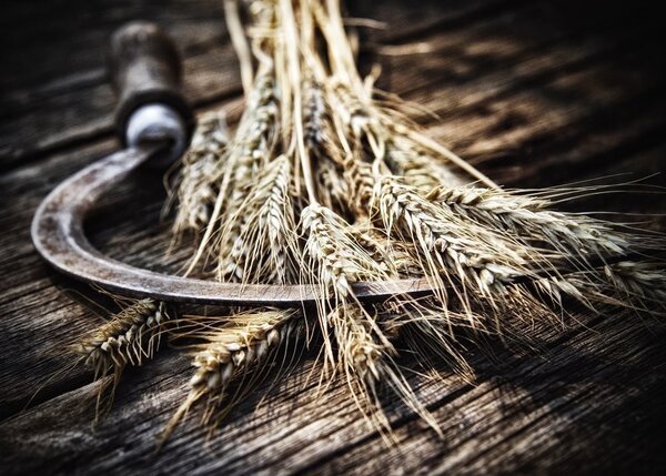 Сравнение ржаных, пшеничных и овсяных отрубей