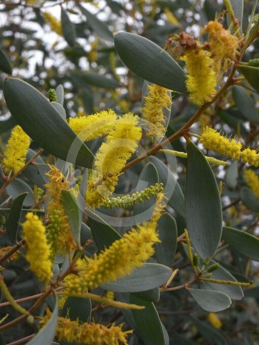 фото: https://alchetron.com/cdn/acacia-kempeana-357b3eba-08fd-4275-b2a7-2db0cca91c1-resize-750.jpeg