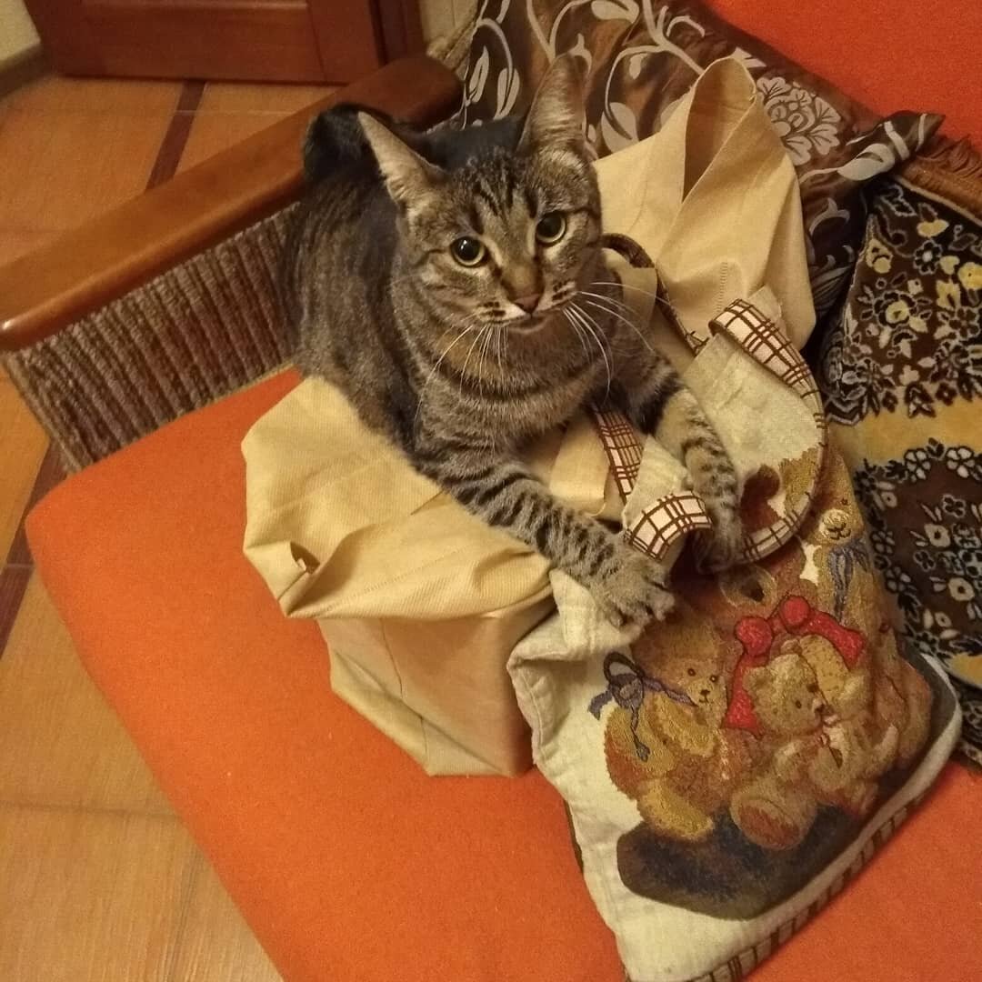 Очередной привет из дома передаёт кошечка Барса (теперь Бася), которая уехала из приюта домой 28 марта 2018 года. Бася на даче: "Впереди у нас свежая травка, яркое солнце, птички и бабочки, мушки всякие. 
Правда все это только за окном, без самовыгула"