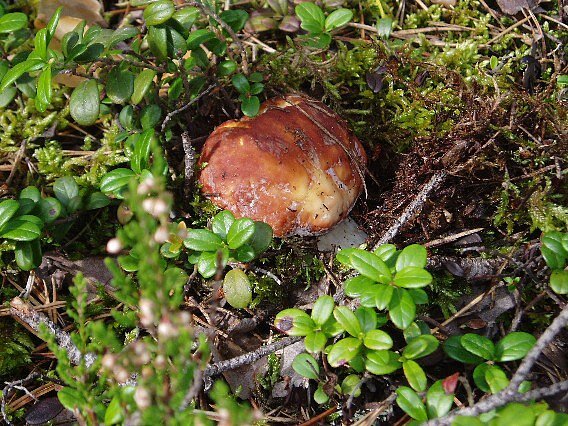 Маленький боровичок спрятался среди мха и зарослей брусники :-) Резать не стали, пусть подрастет пару дней:-)