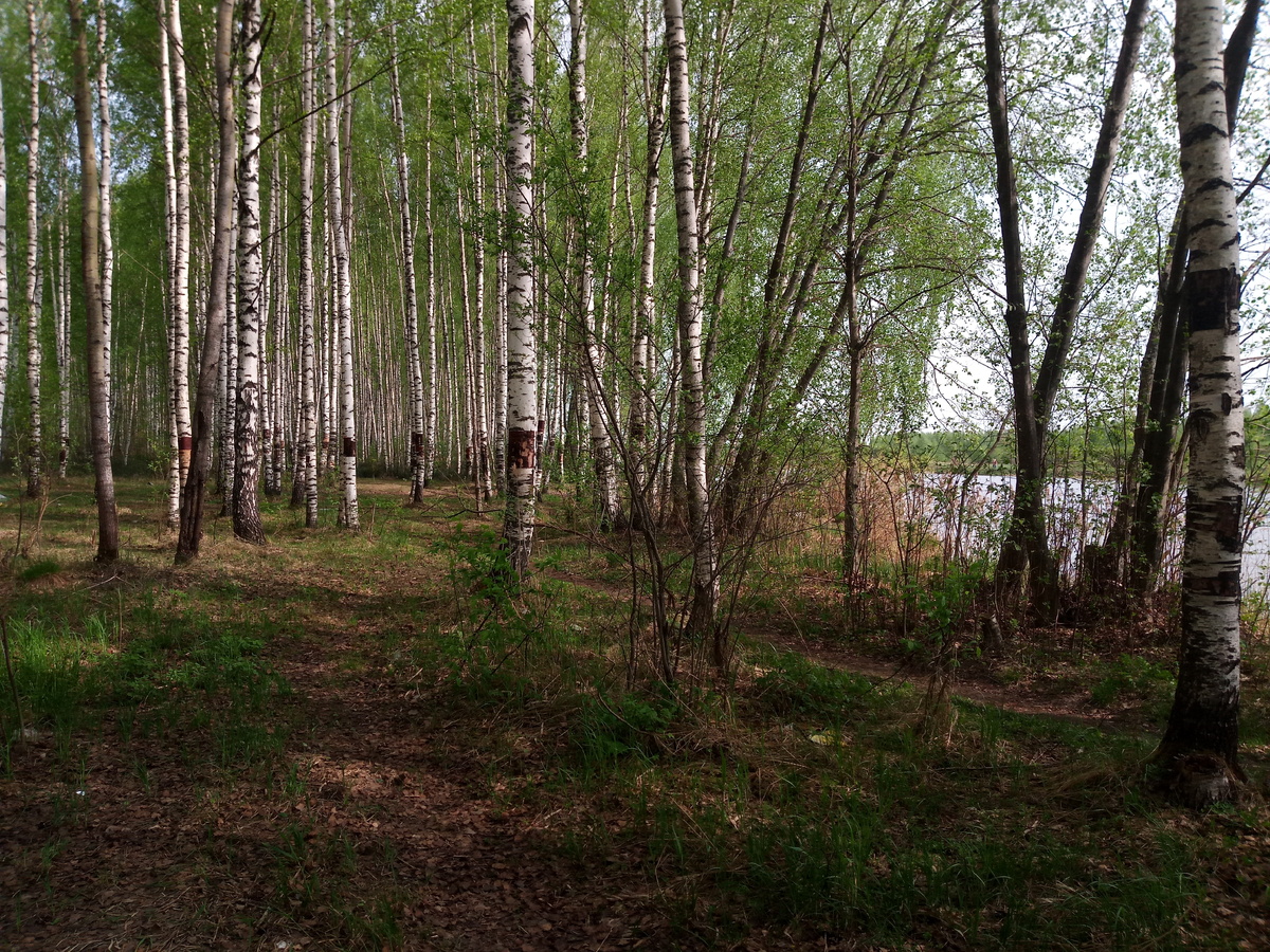 Ежики гуляют, птички поют))