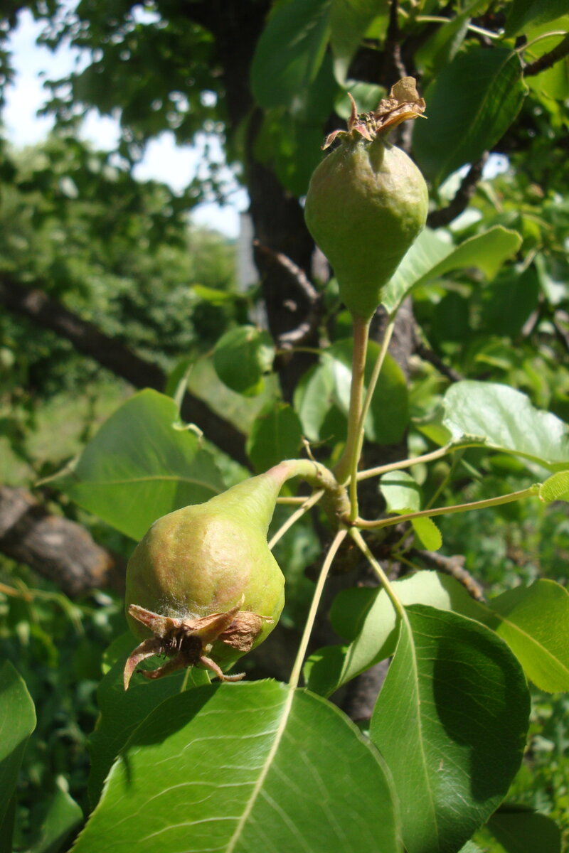 В этом году вишня не уродилась, зато груш много. Поздним вечером сидишь на крыльце и слушаешь, как они с шуршанием и треском падают с веток...