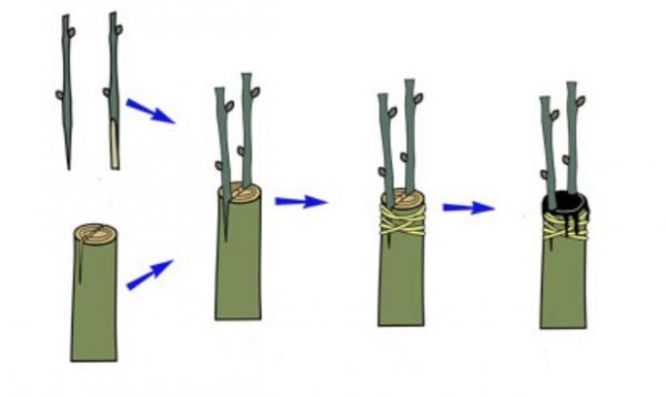 Прививка винограда весной для начинающих в картинках пошагово
