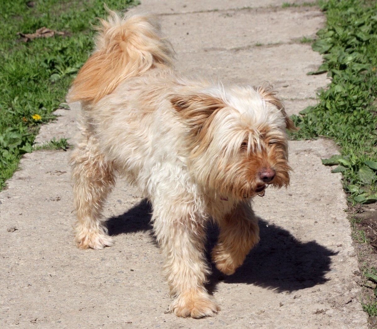 Пес Кекс из Банды Дворян