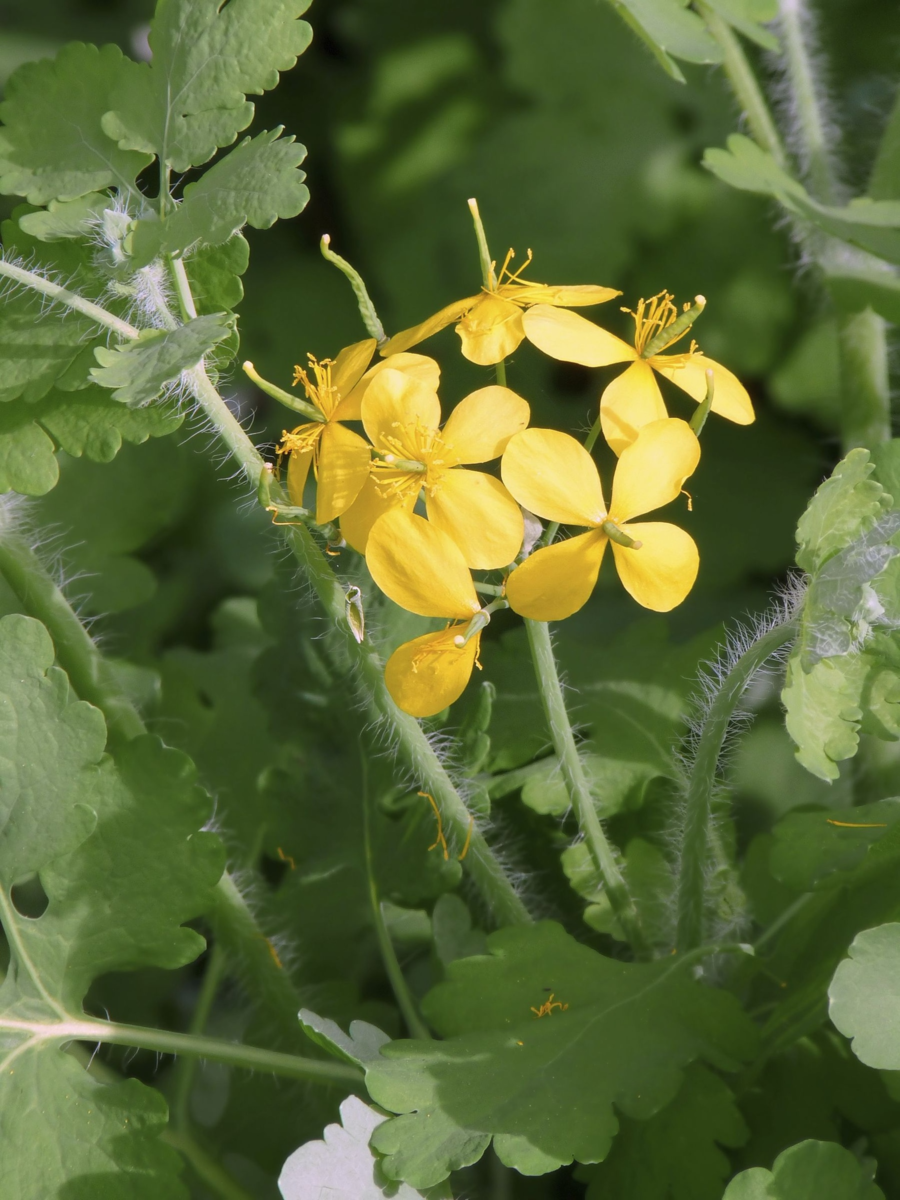 Итак, вот он. 