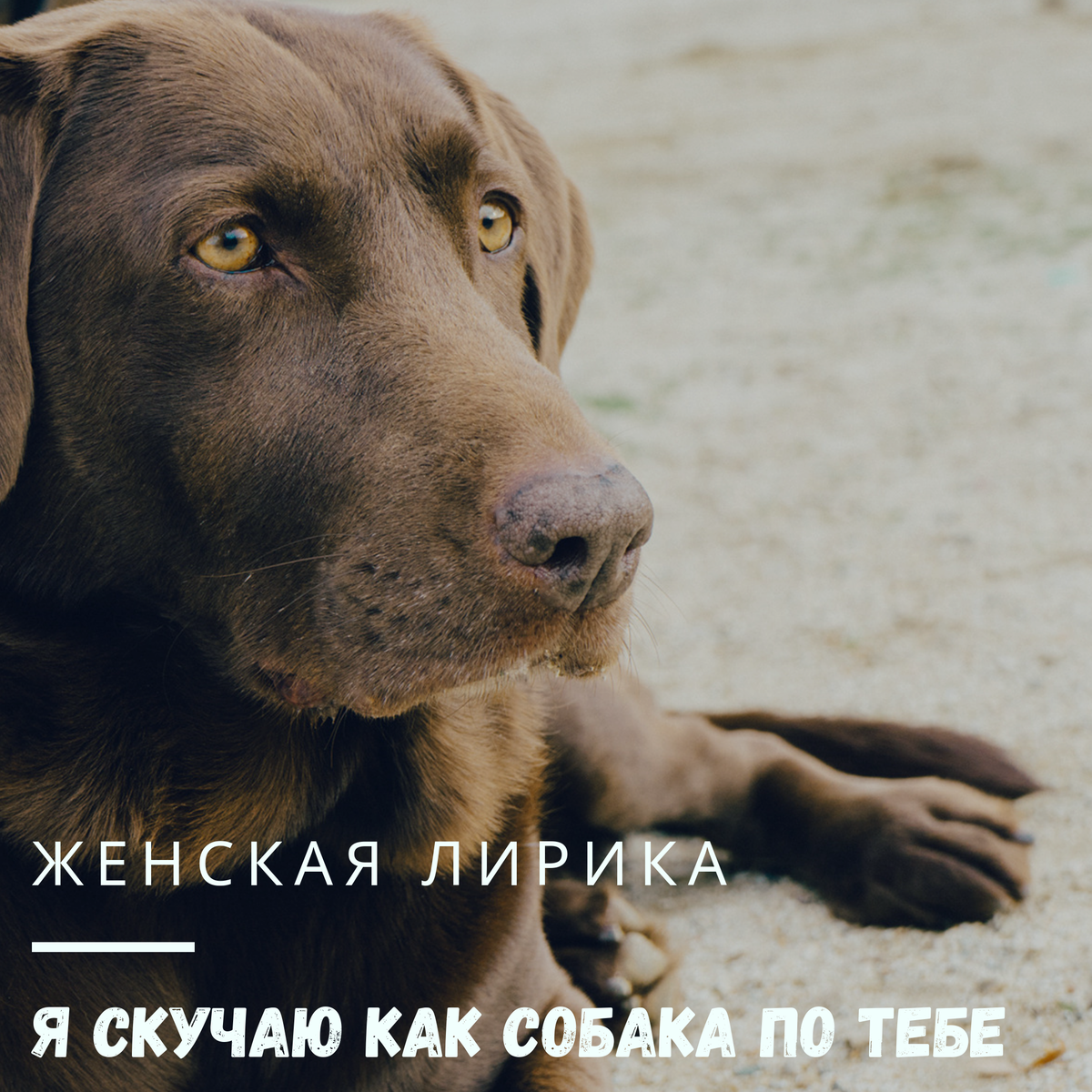 Собака