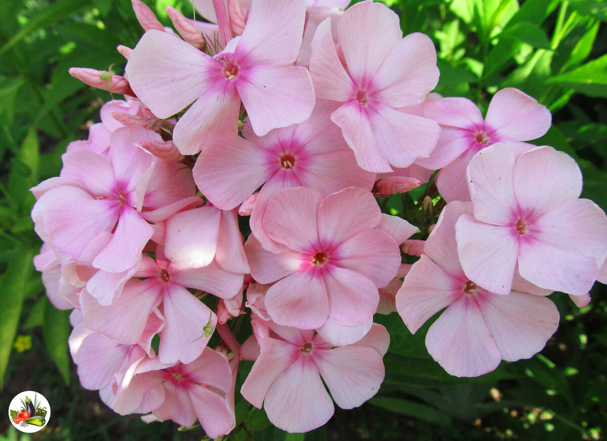 Сорт "Цвет яблонь"