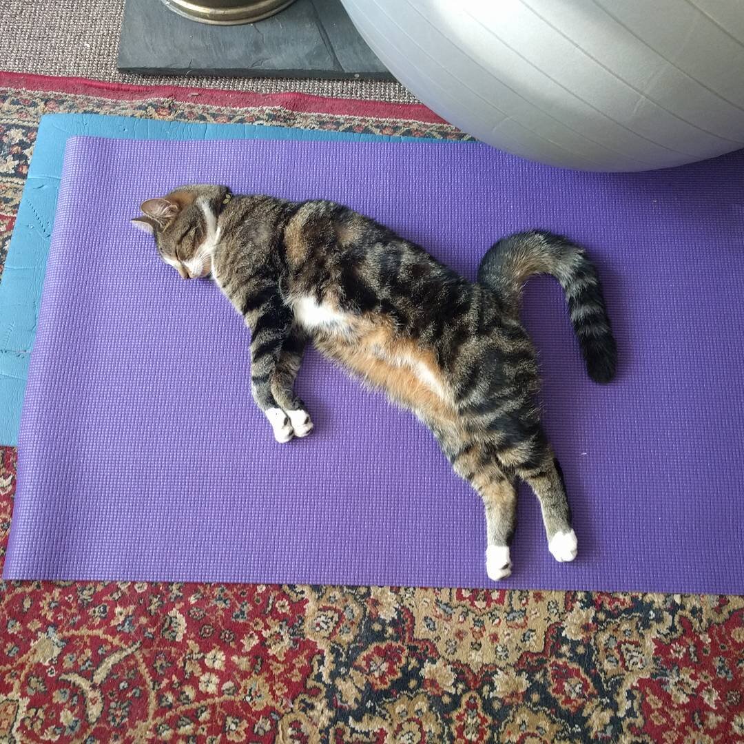 Этой кошке лучше всего удается "поза трупа"