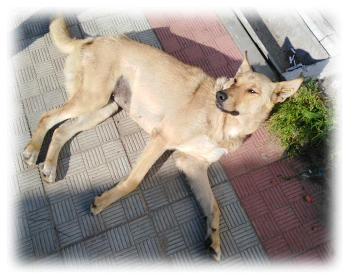 Красотка Лайза