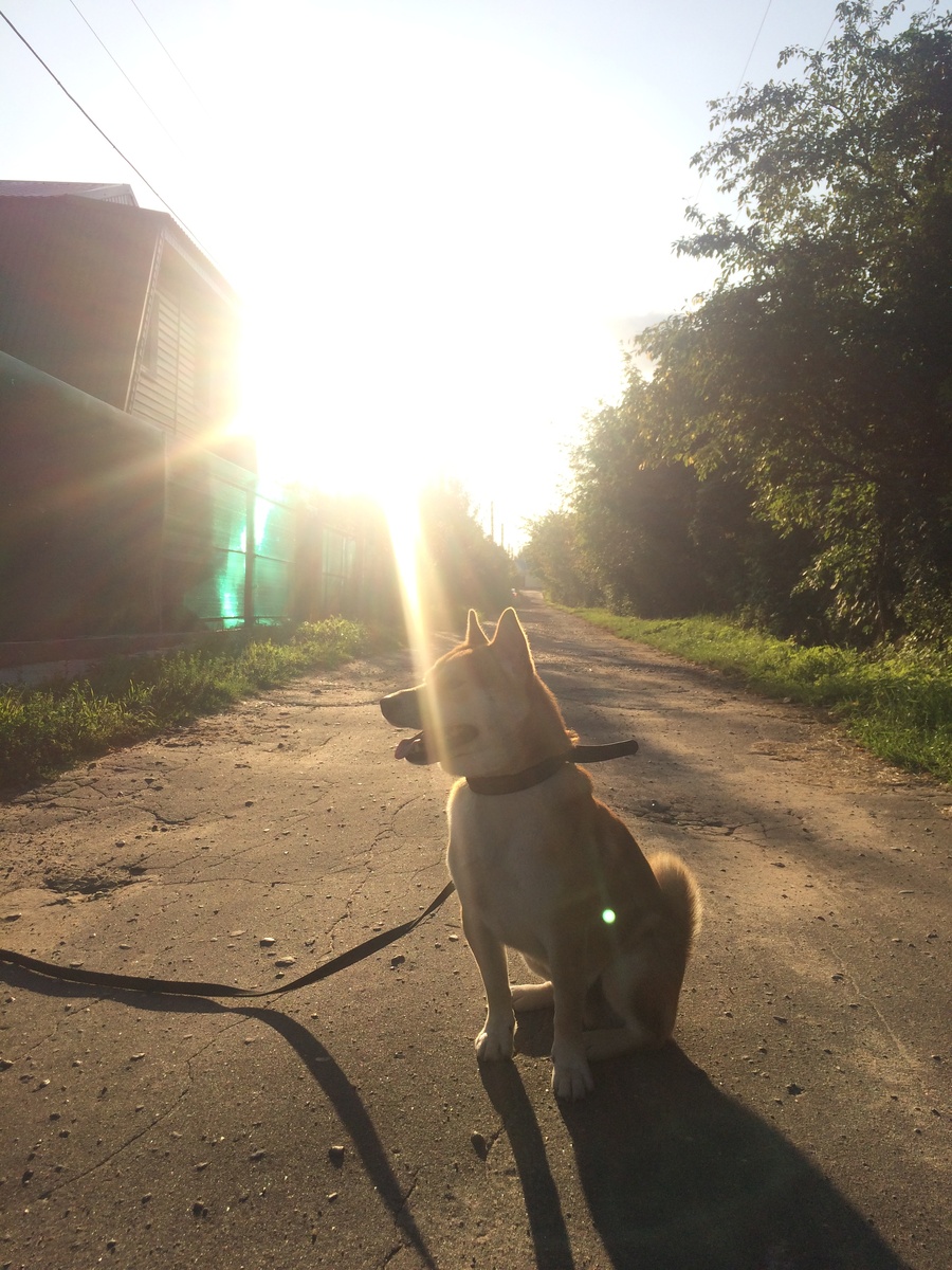 Растворяется в лучах солнца
