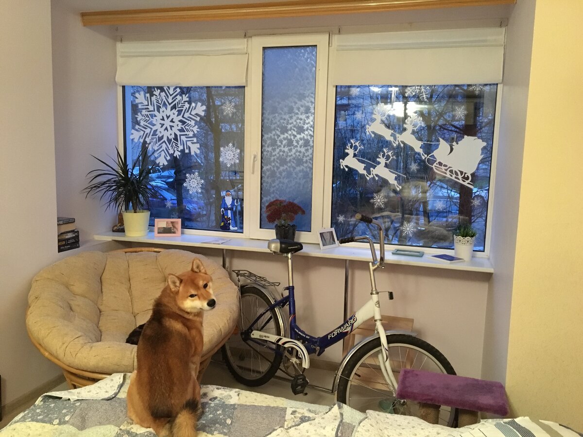 Рыжий ждет дома