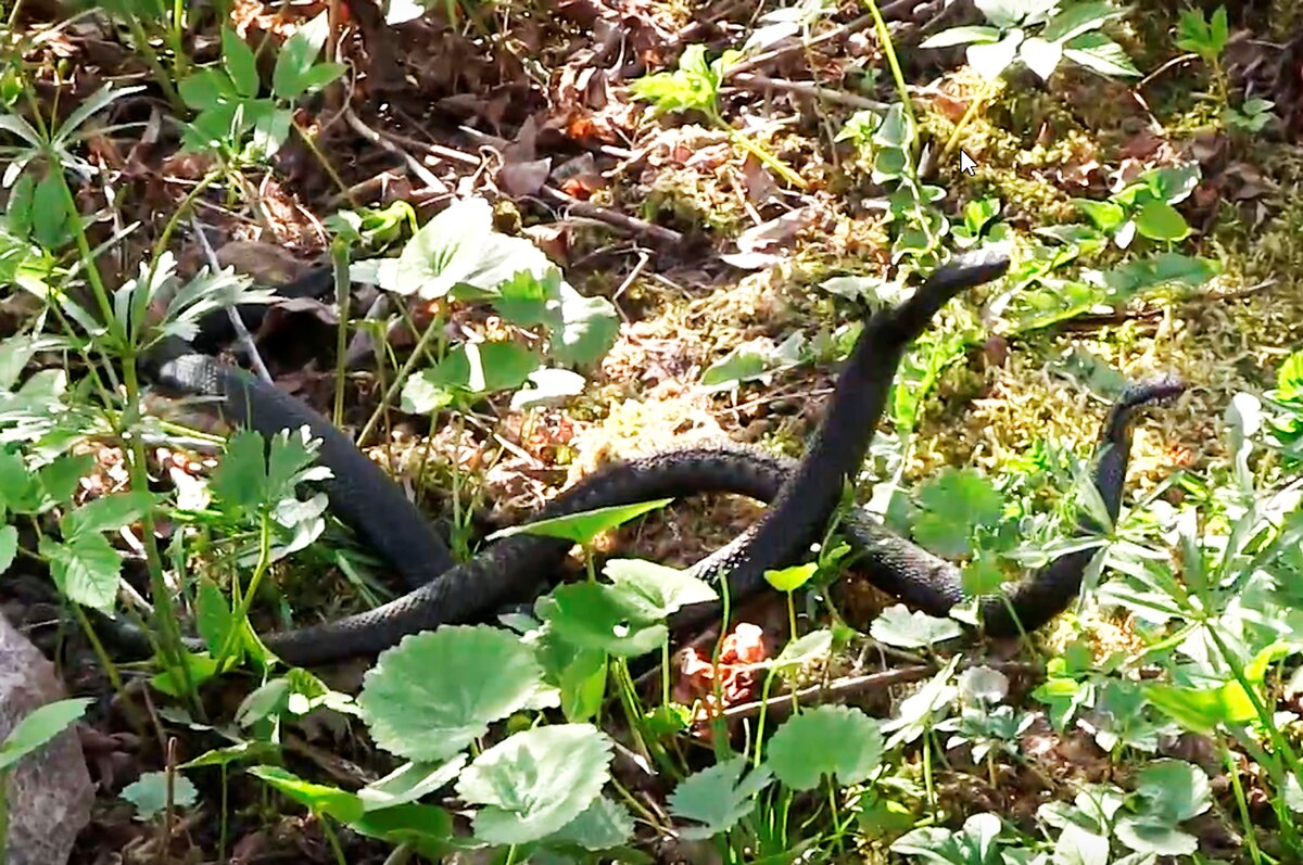 Это не спаривание, как может показаться, а дуэльный ритуал самцов гадюки.
