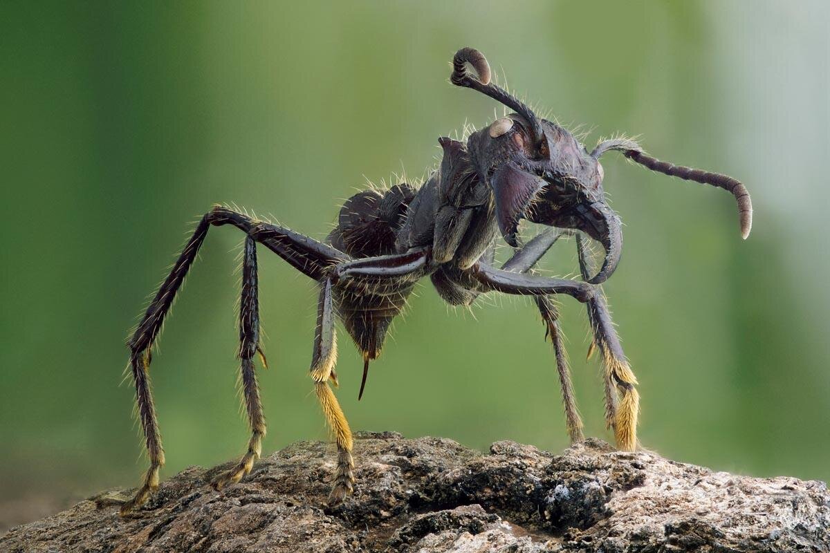 Самые болезненные укусы насекомых в мире | UNKNOWN PLANET | Дзен