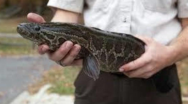 Департамент Грузии дал четкие указания каждому, кто встретит эту рыбу. Он должен немедленно ее уничтожить. Американцы также объявили на нее охоту, так как боятся истребления местной фауны.