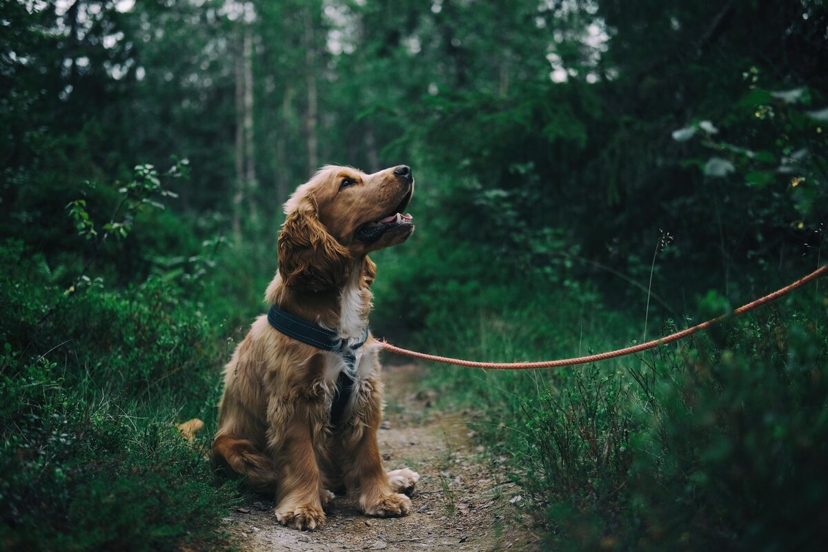 https://www.pexels.com/photo/english-cocker-spaniel-puppy-sitting-on-ground-beside-grass-1254140/