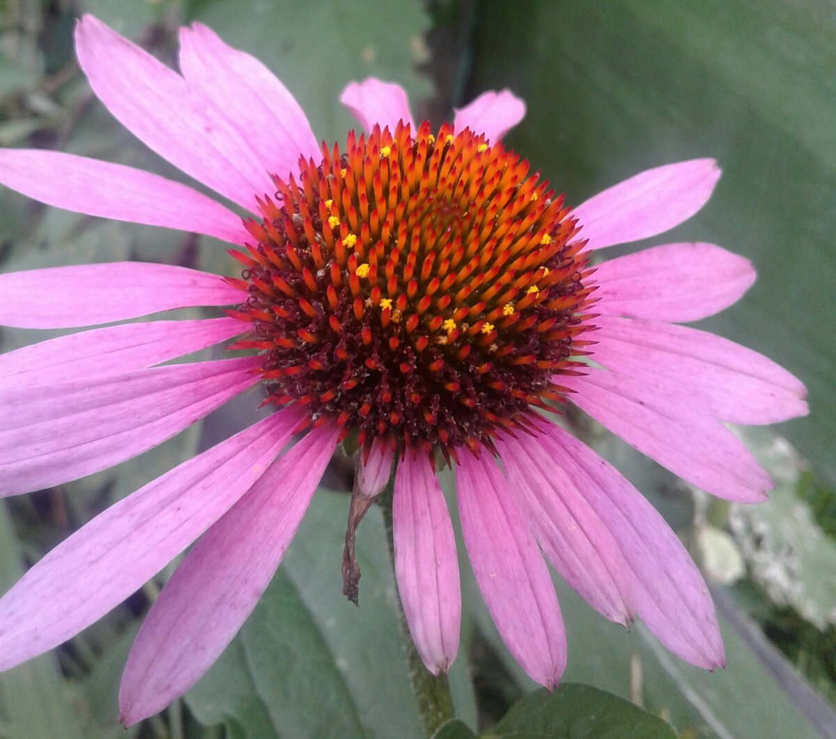 Echinacea Aloha