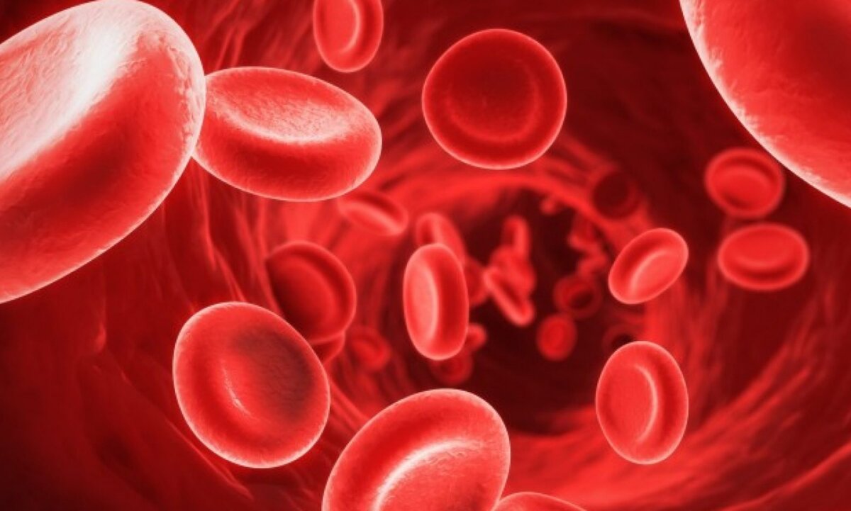 Эритроциты крови в сосуде