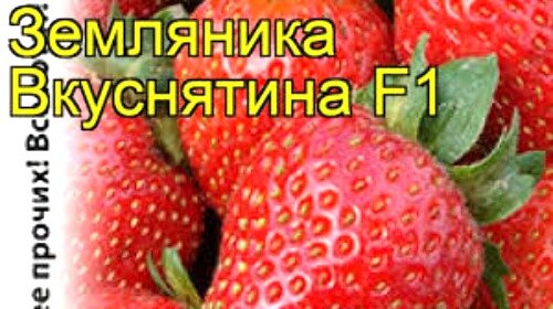 Клубника шнайдер описание сорта фото отзывы