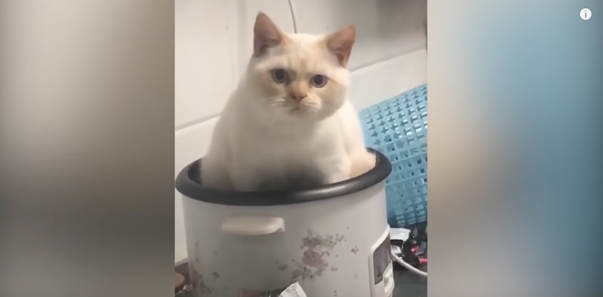 Источник: Youtube-канал "Happy Animals"