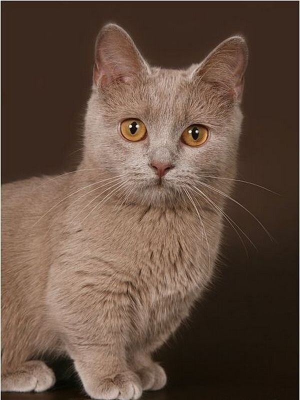 В разведении участвуют разные породы, поэтому котята  такие разнообразные.