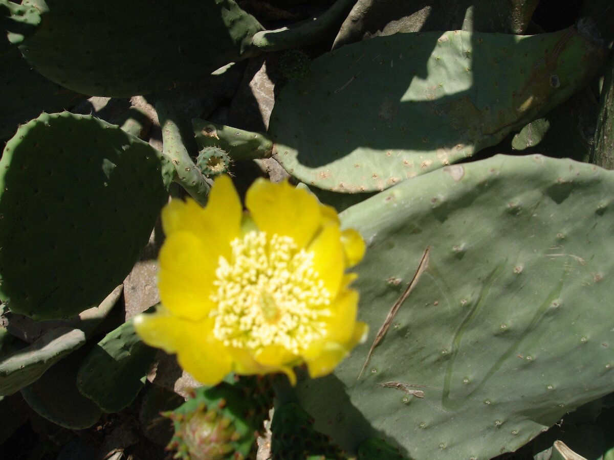 А Вы знаете, что кактус - это фрукт?? Сладкий фрукт! Вот так они цветут на Кипре.