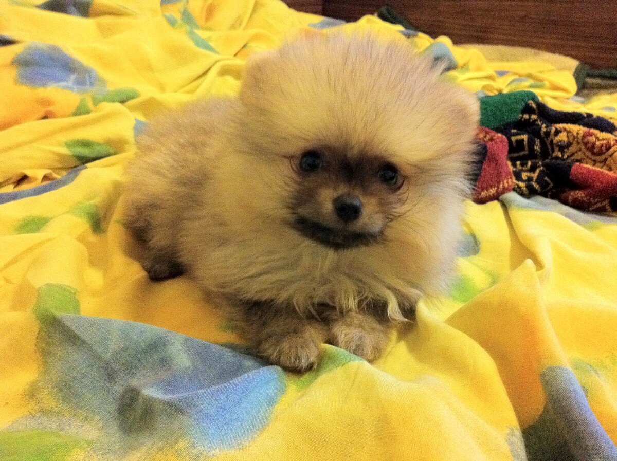 Пончик маленький