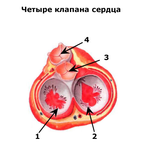 Рисунок клапаны сердца анатомия