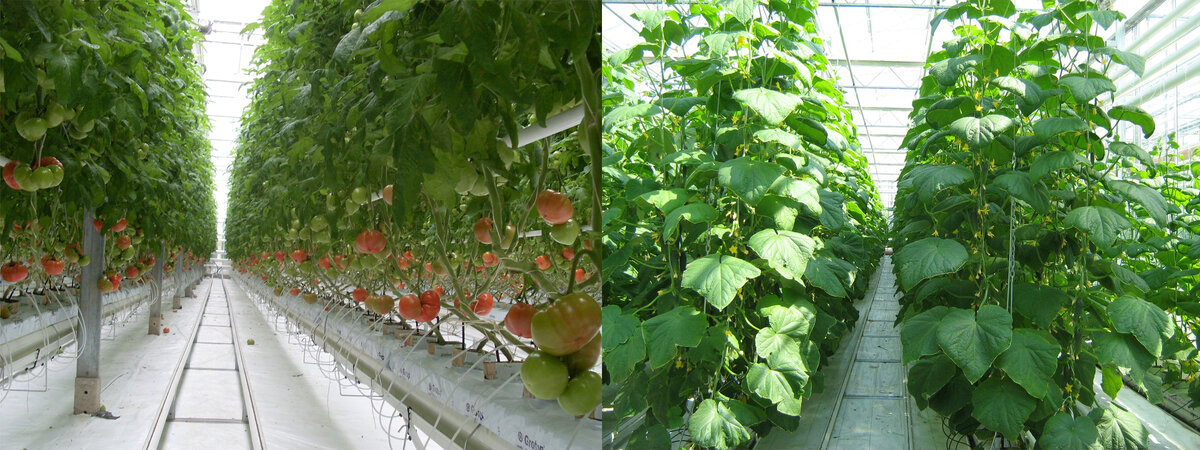 Выращивание помидоров и огурцов