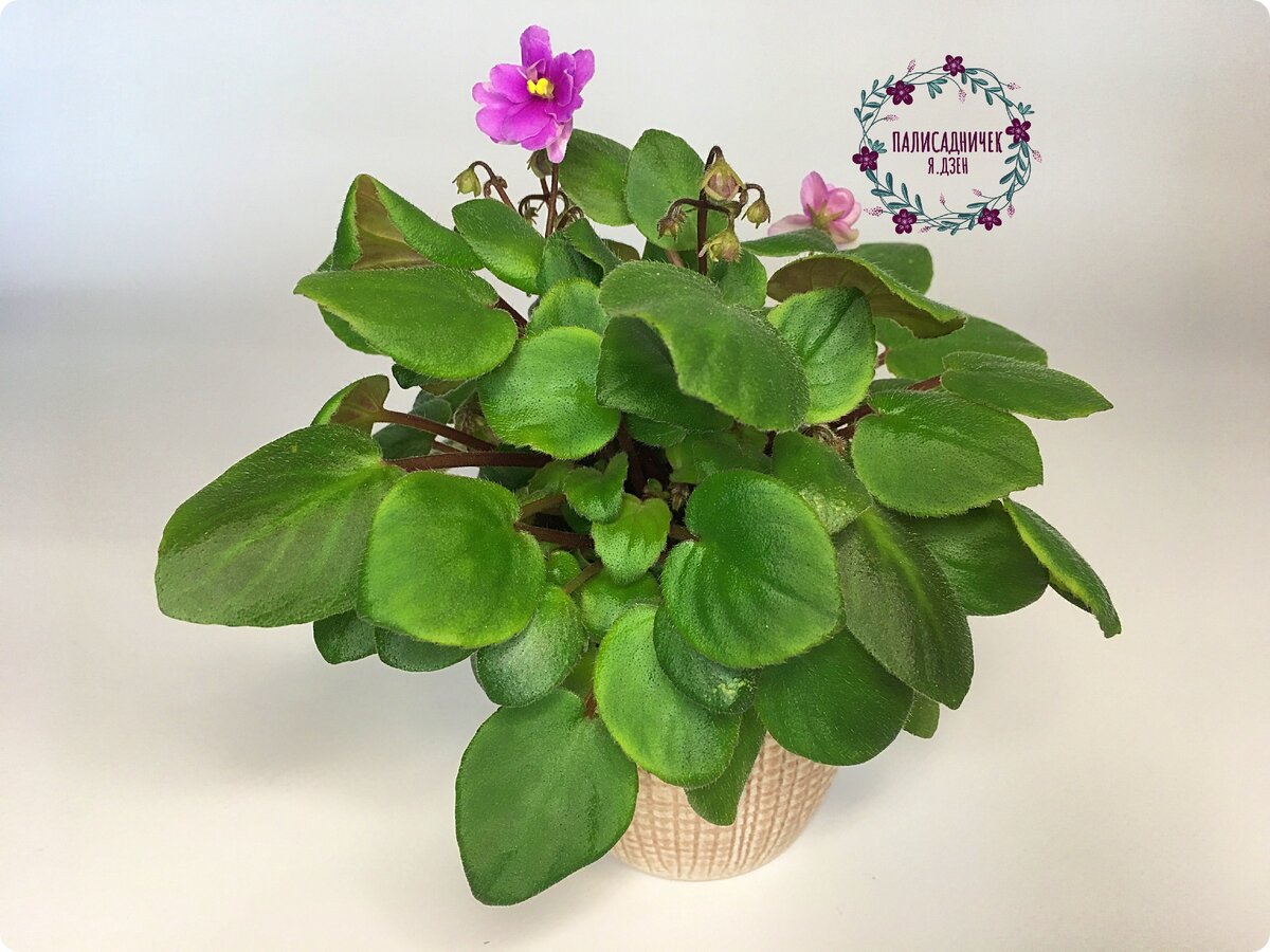 Да-да-да, именно эту. Знакомьтесь: Adeara (P. Tracey). Миниатюрный трейлер. 