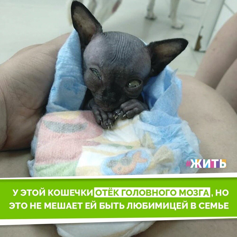 Есть немало животных, чья внешность отличается от стандартной и от той, к которой мы все привыкли, но это вовсе не означает, что эти зверушки не могут быть милыми и симпатичными. Так получилось и со сфинксом по кличке Люси, которая страдает от редкого неврологического заболевания, именно из-за этого киса выглядит так необычно, но при этом не перестаёт радовать свою хозяйку и пользователей Сети☝️

Её заболевание - это не смертный приговор. Как и люди, домашние животные могут иметь инвалидность, но жить счастливой жизнью, и они могут дарить столько же любви, сколько любое другое животное, если не больше❤️

#жить #проектжить #добро #животные #кошка