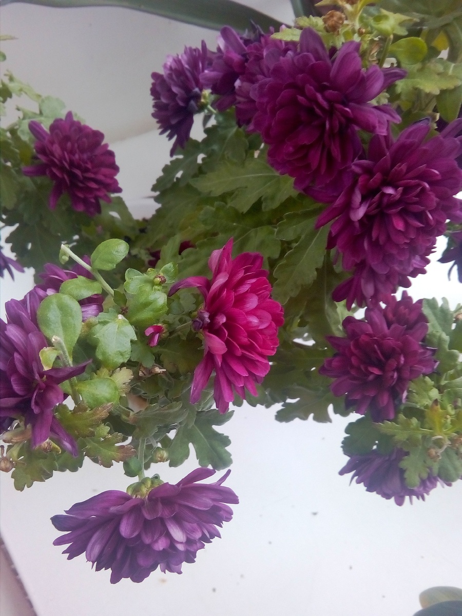 Моя красавица хризантема