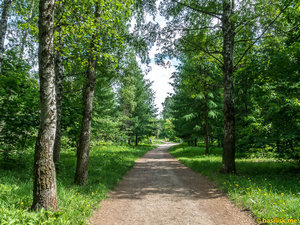 Аллея московского парка