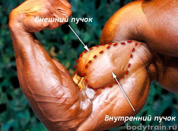 Бицепс руки мышцы