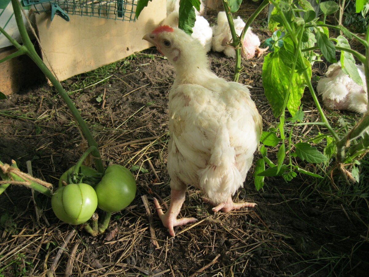 Пациент после выписки.