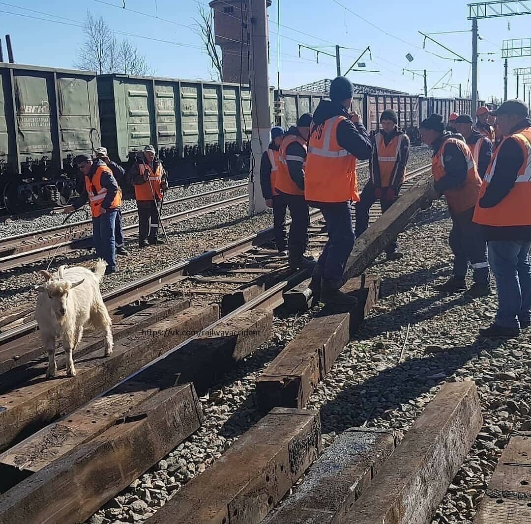 
Помощник с машинистом ездили в одной бригаде 20 лет. И вдруг машинст умирает прямо за контроллером. Помощник его оплакивает, хоронит под музыку тифонов. Вдруг во сне к помощнику является машинист и говорит: "Привет! У меня две новости: хорошая и плохая! Начну с хорошей: я попал в рай! Тут тоже ж.д. есть! Инструкторов, ревизоров и других начальников вообще не существует! Планов по перевозкам - тоже." - "Ну, а плохая какая?" - "Я тут наряды на воскресенье смотрел: мы с тобой вместе работаем..."
