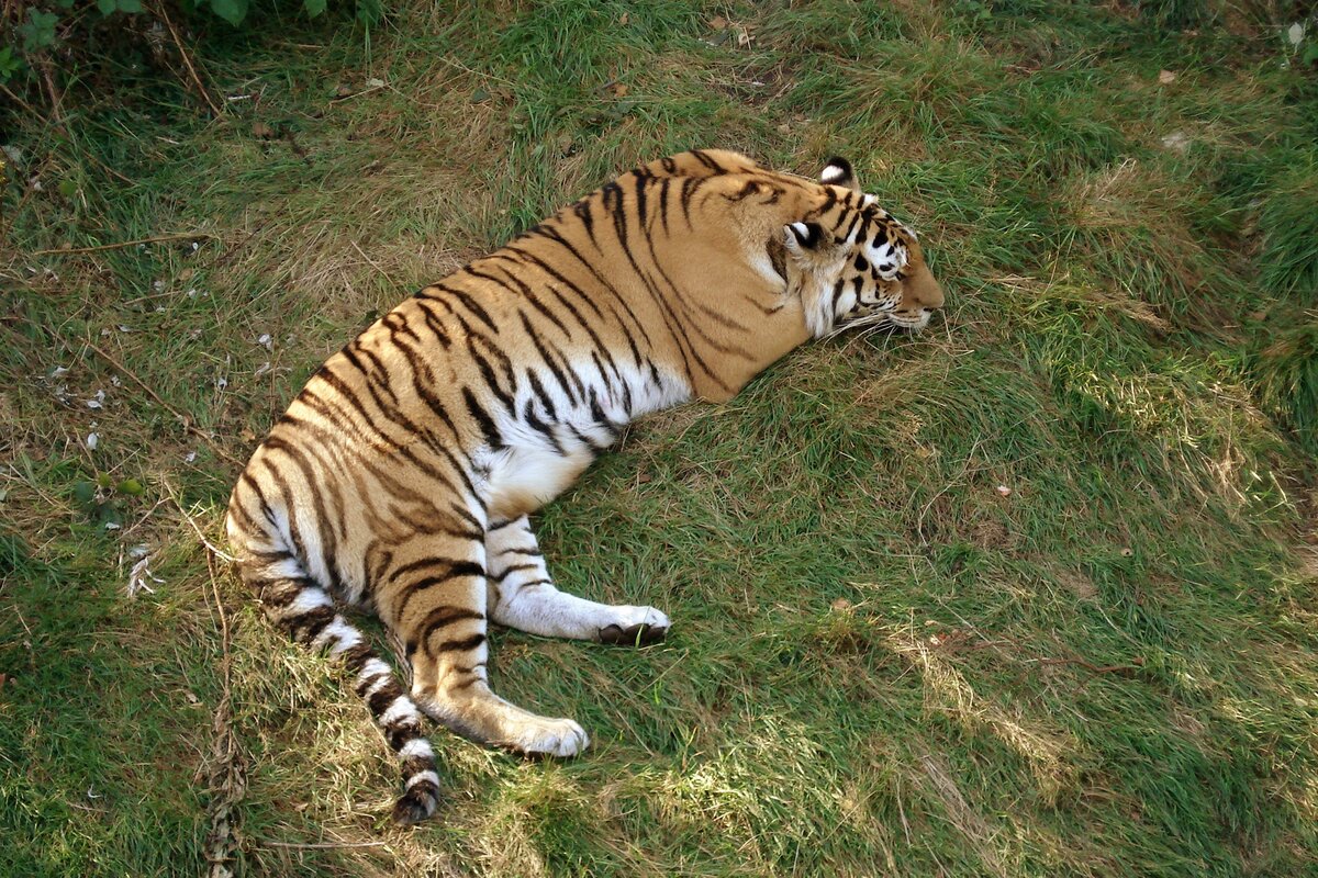 уссурийский тигр — это эдакая машина по выработке и сохранению тепла.