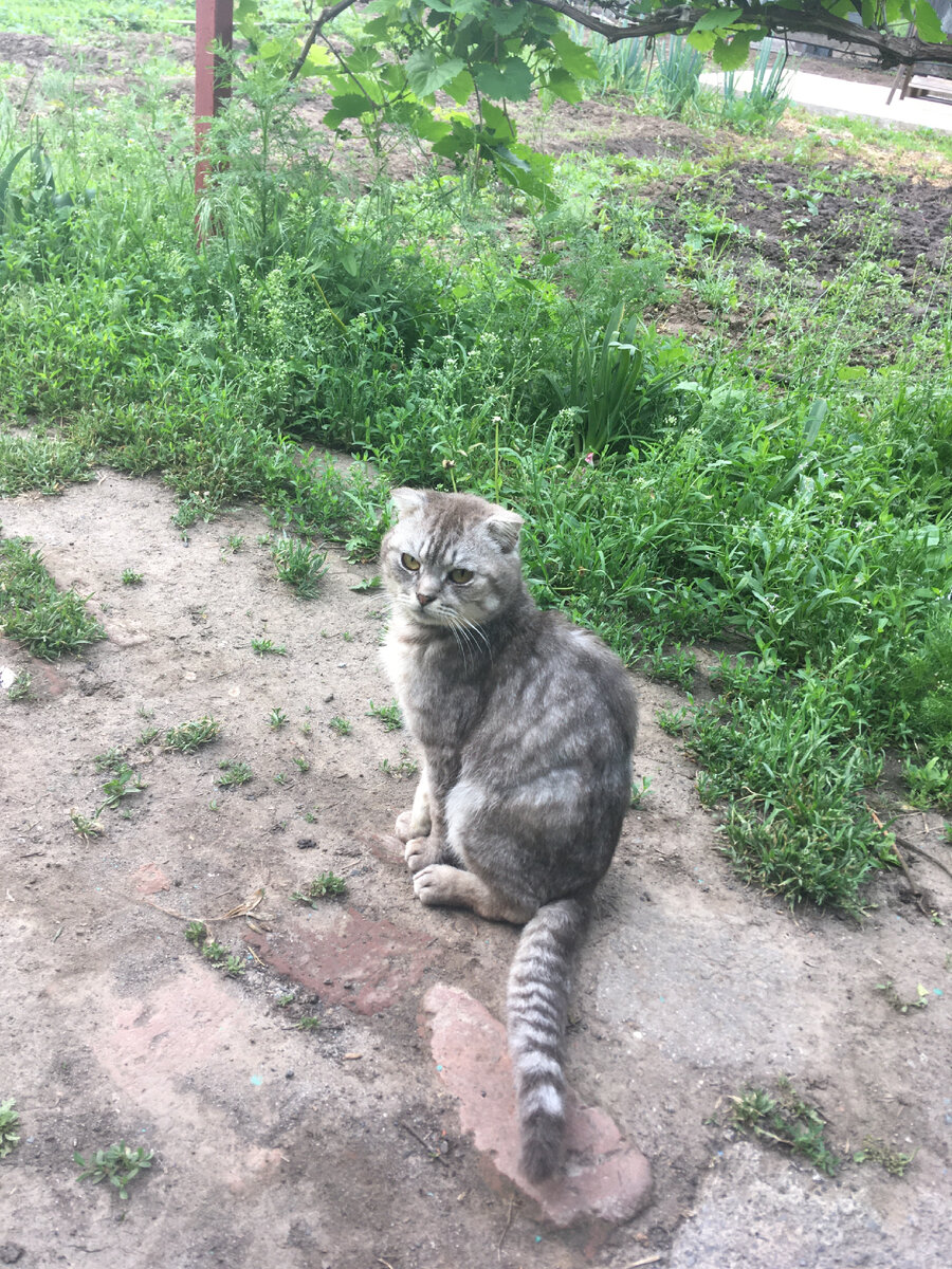 Жизнь деревенского кота