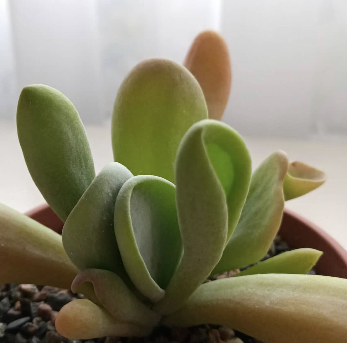 Kalanchoe Oricula крупным планом