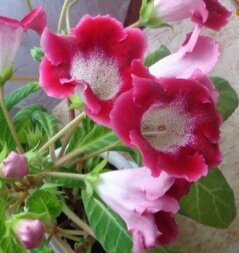 Фото из личного архива.